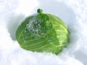 雪の中で甘さをます越冬キャベツ